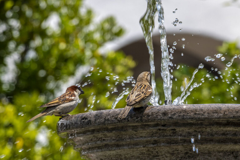 Top 7 Tips How To Take Care Of Birds In Summer