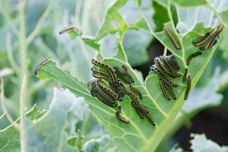 How to Protect Your Vegetable Garden from Insects