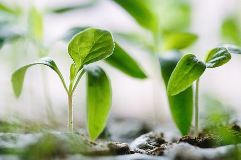 How Plant Hormones Affect Growth And Development