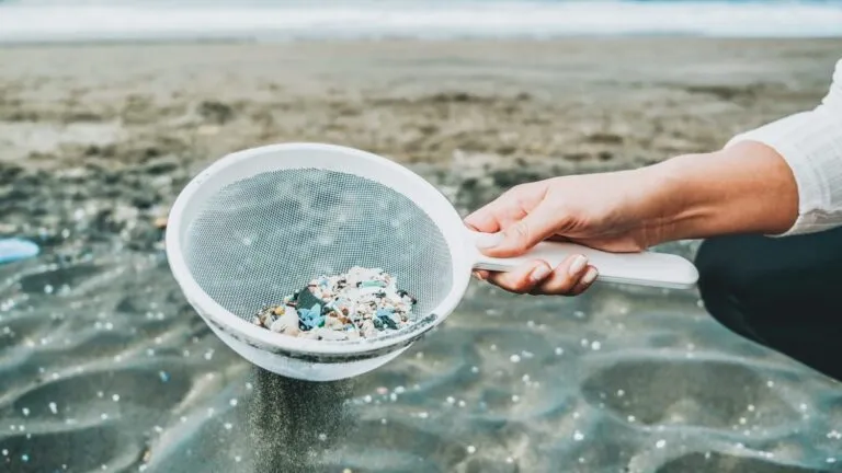 Understanding The Effects Of Microplastics On Our Environment