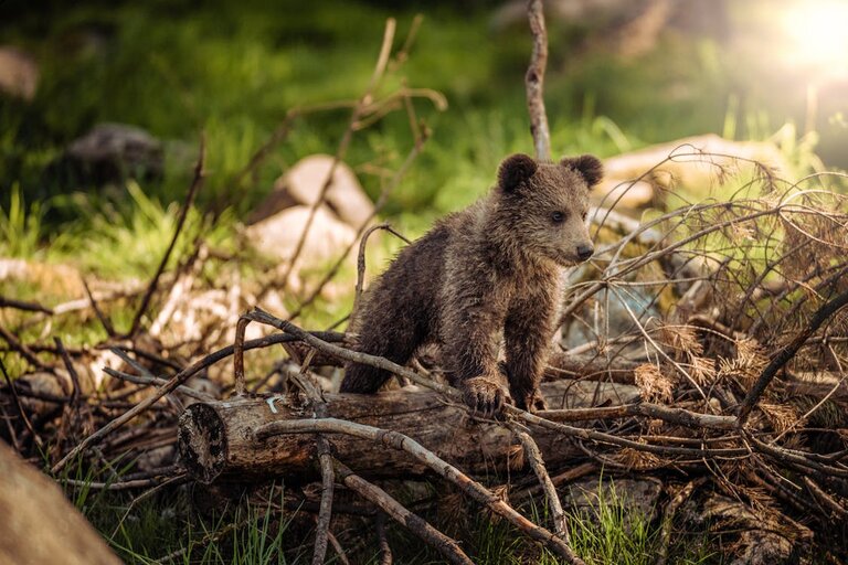 How Does Climate Change Affect Animal Habitats