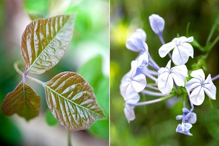 10 Harmful Plants You Should Avoid Growing In Your Garden