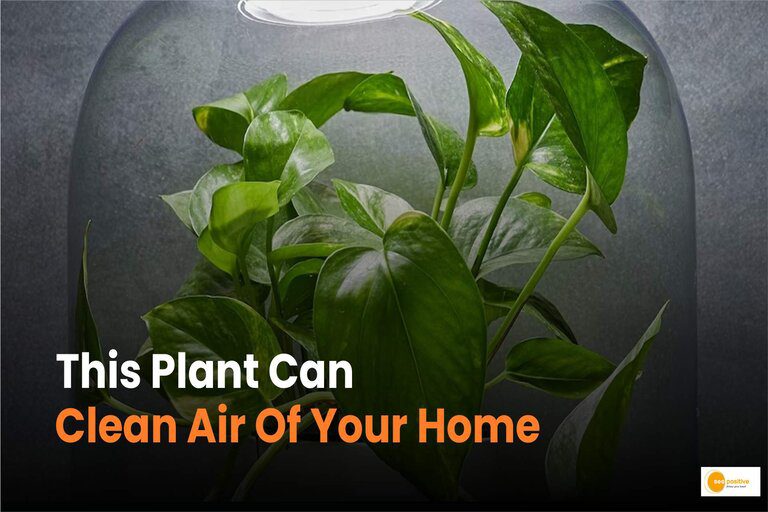 Researchers have developed a plant that can purify the air in your house