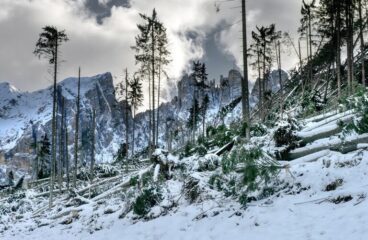 Frozen Forest Reveals Climate Impacts