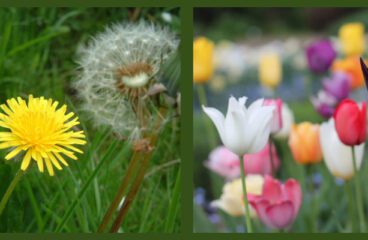 Plants That Can Predict The Weather Changes