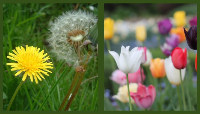 Plants That Can Predict The Weather Changes