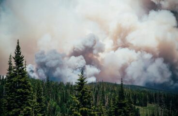 How to Protect Your Garden From Wildfire Smoke