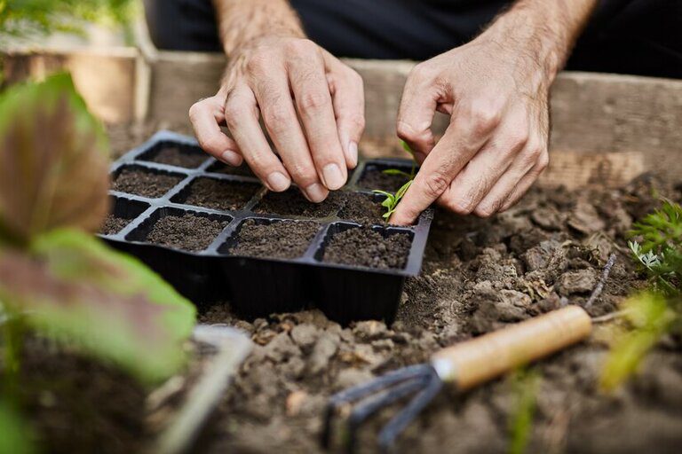 The Role of Insect Waste in the Future of Agriculture