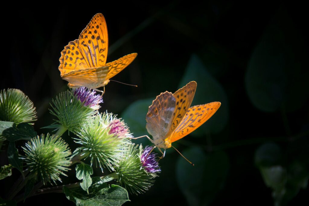 Butterfly Populations In U.S Decline Rapidly, Study Reveals Urgent Need For Action